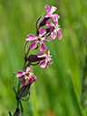 Silene_gallica_LP0728_73_Scilly
