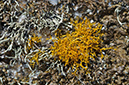 Teloschistes_flavicans_LP0732_06_Scilly