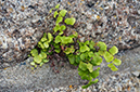 Adiantum_capillus-veneris_LP0732_40_Scilly