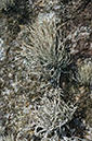 Roccella_phycopsis_LP0732_48_Scilly