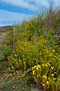 Tanacetum_vulgare_LP0731_23_Scilly