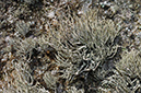 Roccella_phycopsis_LP0732_53_Scilly