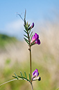 Vicia_sativa_LP0728_27_Scilly