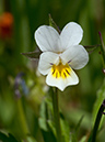 Viola_arvensis_LP0733_07_Scilly