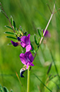 Vicia_sativa_LP0728_07_Scilly