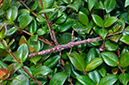 Acanthoxyla_geisovii_LP0732_30_Scilly