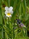 Viola_arvensis_LP0733_08_Scilly