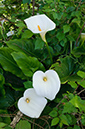 Zantedeschia_aethiopica_LP0729_23_Scilly