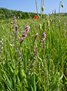 Silene_gallica_LP0728_61_Scilly