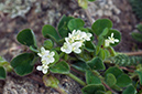 Trifolium_subterraneum_LP0731_68_Scilly