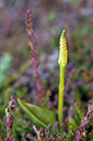Ophioglossum_azoricum_LP0730_28_Scilly