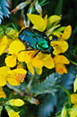 Cetonia_aurata_LP0730_85_Scilly