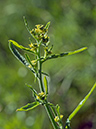 Sisymbrium_officinale_LP0733_27_Scilly