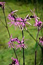 Silene_flos-cuculi_LP0731_78_Scilly