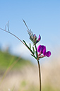 Vicia_sativa_LP0728_31_Scilly
