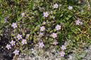 Spergularia_rupicola_LP0731_53_Scilly