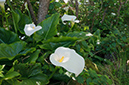Zantedeschia_aethiopica_LP0729_29_Scilly