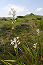 Watsonia_borbonica_LP0731_14_Scilly