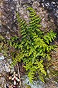 Asplenium_obovatum_LP0732_13_Scilly
