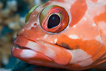 Blacktip_grouper_L2205_23_Similan_Is