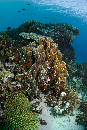 Blue_corals_L2178_43_Similan_Is