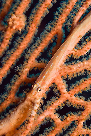 Loki_whip-goby_L2205_07_Similan_Is