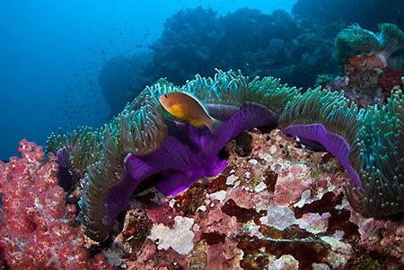 Magnificent_sea_anemones_L2195_39_Richelieu_Rock