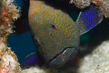 Peacock_grouper_L2183_12_Similan_Is