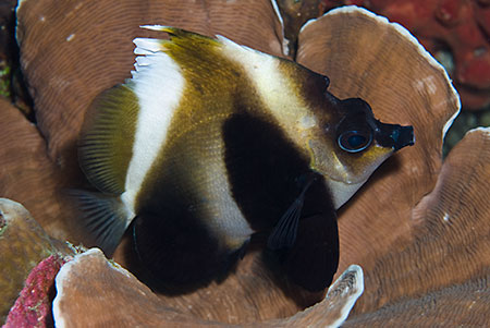 Phantom_bannerfish_L2182_08_Similan_Is