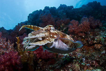 Pharaoh_cuttlefish_L2196_26_Richelieu_Rock