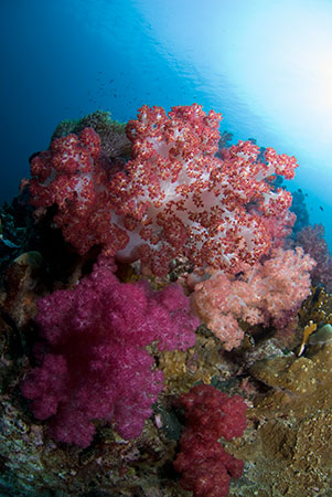 Soft_corals_L2196_08_Richelieu_Rock