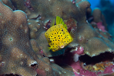 Yellow_boxfish_L2204_36_Similan_Is