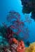 Sea_fan_L2177_32_Similan_Is