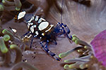 Anemone Shrimps