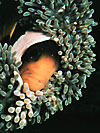 Anemonefish