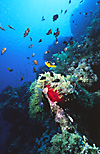 Red Sea Coral Reef