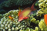 Anthias