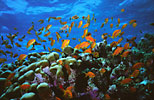 Anthias on coral reef