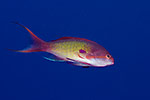 Anthias