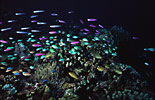 Anthias and Chromis on coral reef