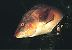 Ballan Wrasse 