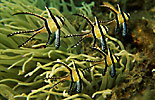 Banggai Cardinalfish