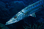 Great Barracuda