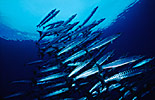 Blackfin Barracudas schooling