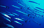 Blackfin Barracudas