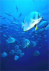 Spadefish (Batfish) shoal 