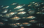 Bib shoal