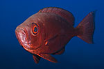 Goggle-eye (Bigeye)