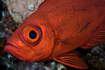 Goggle-eye (Bigeye)