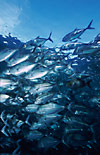Bigeye Trevally school